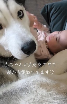 赤ちゃんのことが大好きな大型犬