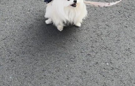 お散歩
