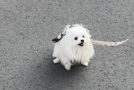 こだわり