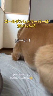 その場から立ち上がる犬