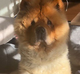 しょんぼりしたような表情をしている犬の顔