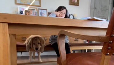 椅子にもたれかかる犬