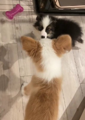 めるちゃんと子犬の初対面