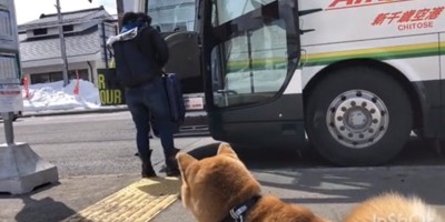 バスに乗る人を見守る犬