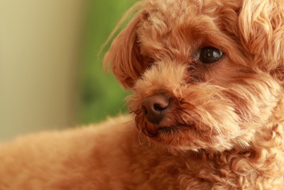 チラ見する犬