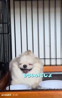 あくびするわんこ