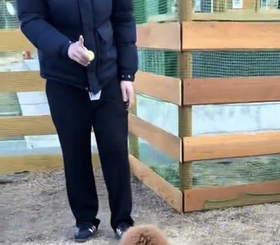 人の前に座る犬
