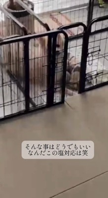 ベッドから男性を見つめるポメラニアン