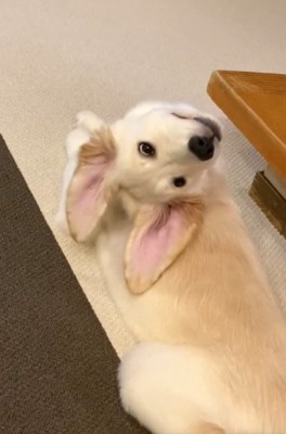 耳が大きいWILLくん