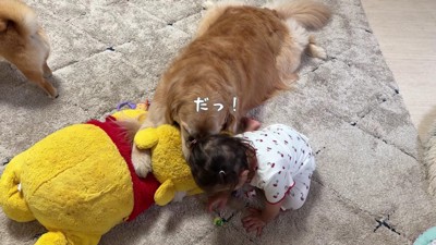 おもちゃで遊ぶほのちゃん