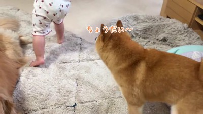 うにくんと取り合いに!!