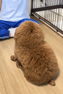 人の前に座る犬