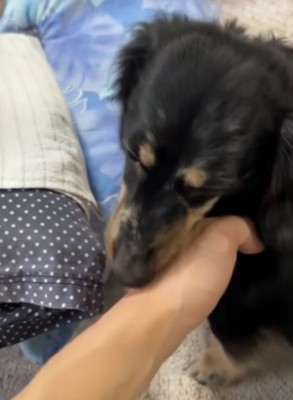 飼い主に甘える犬：