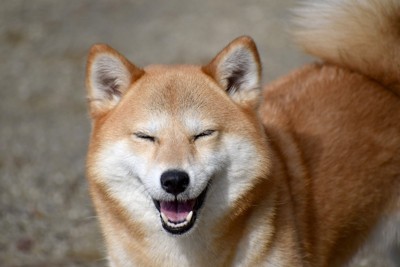 目を細めて笑う柴犬