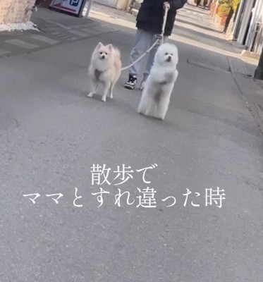 立ち上がって女性にアピールするビションフリーゼと、お座りをして見つめているポメラニアン