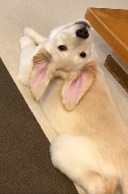 飼い主さんを見るWILLくん
