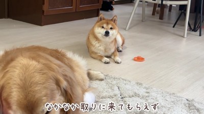 しょんぼり顔で待機