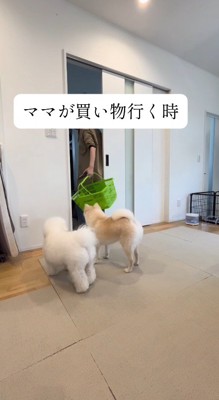 出かける支度をする女性のあとを追う2頭の犬