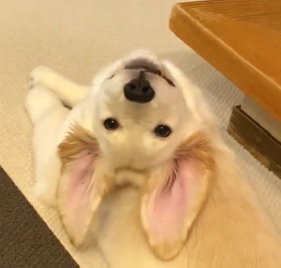 振り返るWILLくん