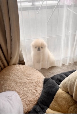 透けて