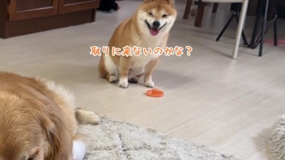 「取りに来ないのかな?」