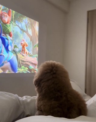 映像を見つめる犬