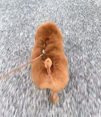 散歩する犬