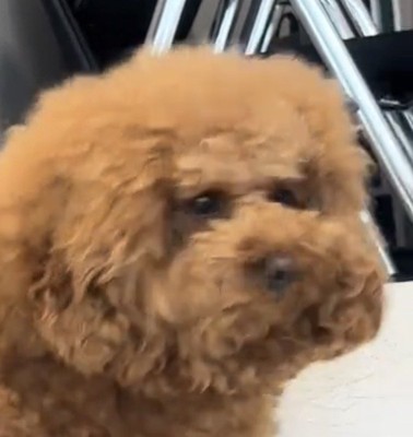 こちらを見る犬