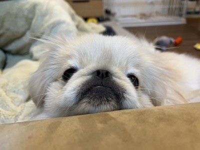ちょこん