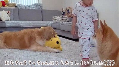 再びおもちゃを奪取