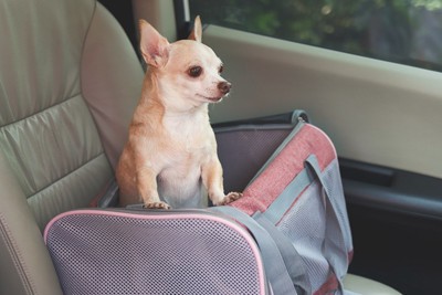 車内でキャリーバッグから身を乗り出すチワワ
