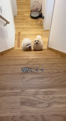 階段下で女性を待つ2頭の犬