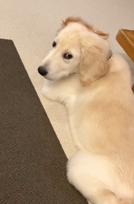 元に戻ったWILLくん