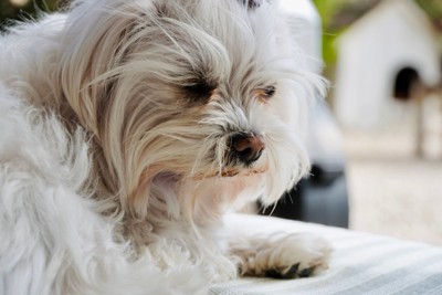 毛が汚れてしまった犬