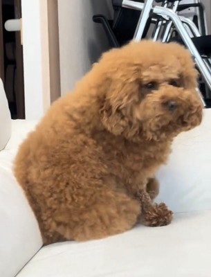 振り返る犬