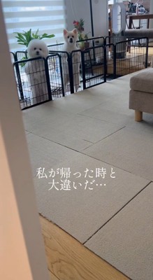 サークルに前足を掛けて女性を見つめる2頭の犬