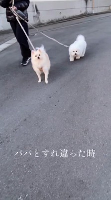 散歩中に男性を見つめる2頭の犬