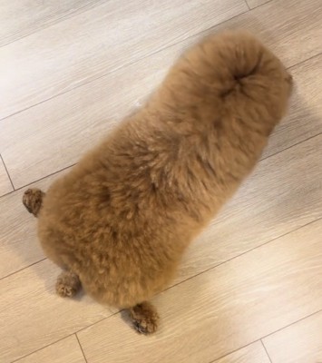 床に伏せる犬