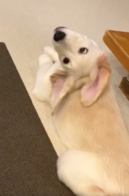 耳が動くWILLくん