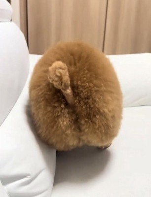 ソファの上にいる犬