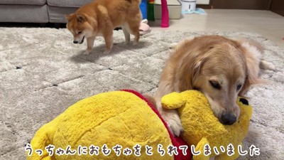 うにくんがおもちゃを奪取