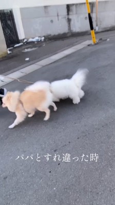 男性の横を通り過ぎていく2頭の犬
