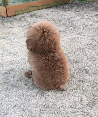 屋外で座る犬