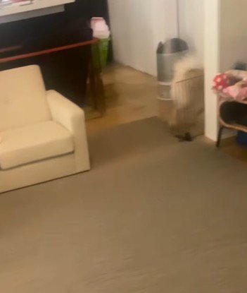 奥の部屋に消えていく犬