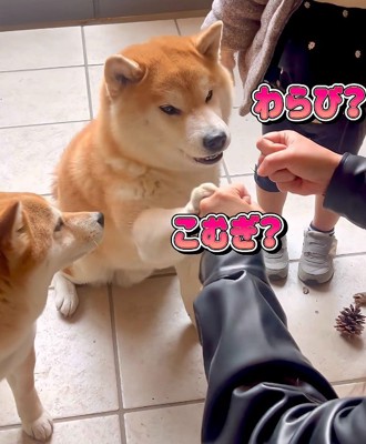 こむぎちゃんが自主！？