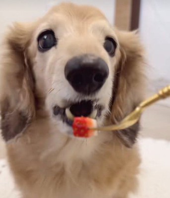 いちごが大好きなピットちゃん