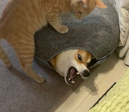 おかかちゃんを圧迫