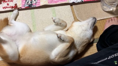 「お腹ナデナデして～♡」