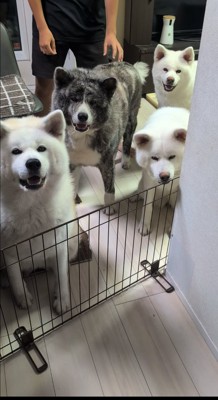 仲良し秋田犬