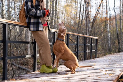 吠える犬に動じない飼い主